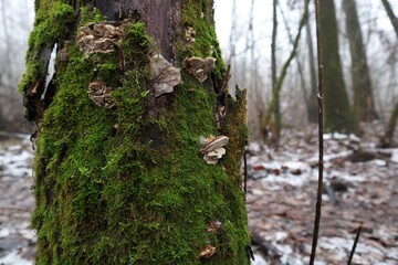 moss covered tree with fungus