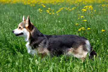 Welsh Corgi Pembroke Hündin auf der Löwenzahn-Wiese