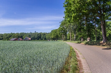 Fototapeta na wymiar Road leading to the small village of Vasse, Twente in The Netherlands