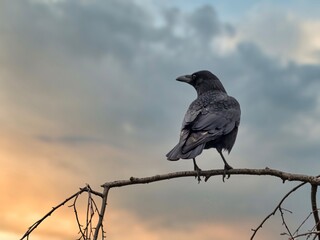 crow on a fence