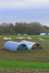 Pig farm in Devon, UK