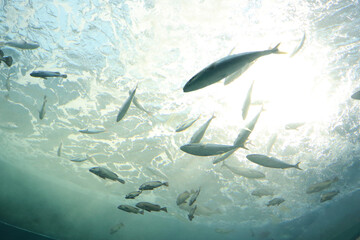 水族館の水槽の中の魚