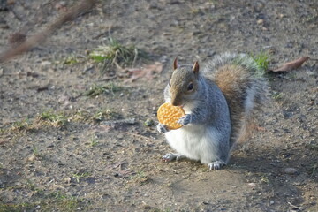 A squirrel eating a piece of salty cracker on the ground