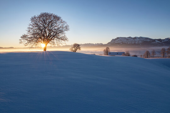 winter sunrise behind a tree with a view of a mountain ranch