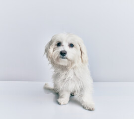 Adorable dog over isolated white background.