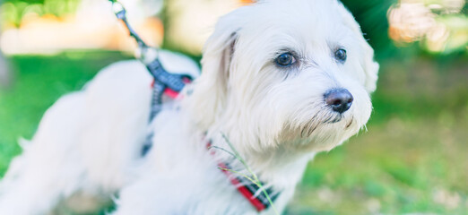 Adorable white dog at the park.