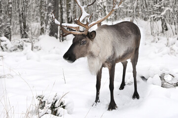 Naklejka na ściany i meble Reindeer in a snow covered forest