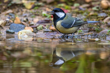 Kohlmeise (parus major)