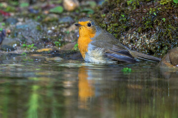 Rotkehlchen (Erithacus rubecula)