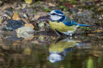 Blaumeise (Parus caeruleus)