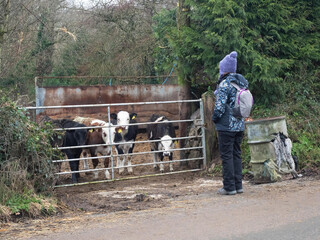A lady walker is looking at calves in a farmyard behind gates.She wears a bobble hat and rucksack and walking boots with a winter jacket