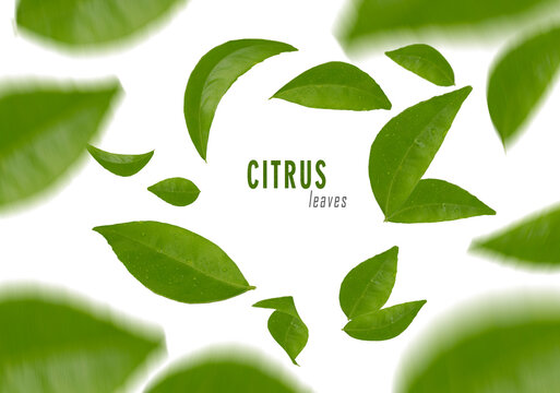 Vividly flying in the air citrus leaves isolated on white background 3d illustration. Food levitation concept. High resolution image, motion blur