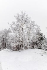 Fototapeta premium Snowy winter landscape with forest in the fog. Foggy winter morning. Winter landscape in the Czech Republic - Europe.