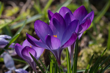 Purple crocus flowers, Crocus tommasinianus, Barr's purple, blooming in Spring in Shropshire, UK