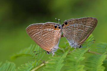 matting butterfly on leaf
