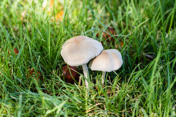 white fungus of wild grass with humidity Córdoba Argentina