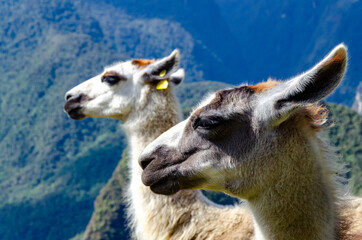 lamas in machu picchu