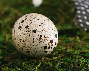 Easter. Quail egg close-up on a green decorative ribbon of moss 