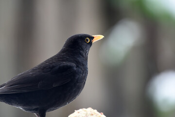Amsel, Nahaufnahme