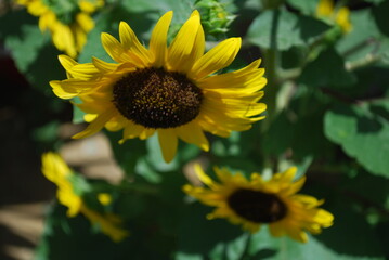 Sunflower in the garden