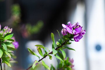 VIOLETTTA
