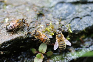 Honey bees drinking water by stream