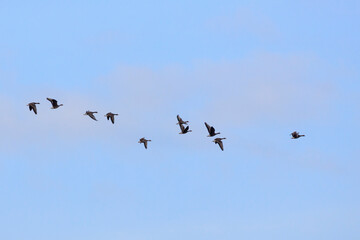 Saatgänse (Anser fabalis) im Flug über den   Rieselfeldern, Münster, Münsterland, Nordrhein-Westfalen, Deutschland
