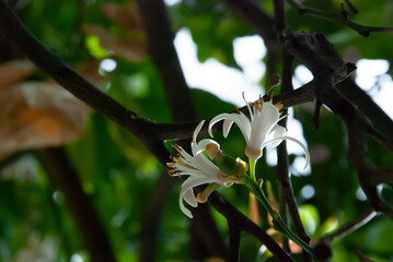 LIMONE