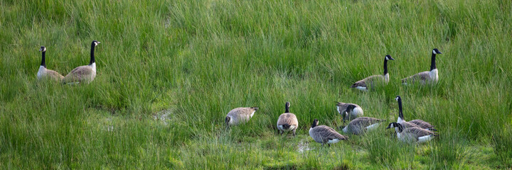 Kanadagänse (Branta canadensis) auf den Rieselfeldern, Münster, Münsterland, Nordrhein-Westfalen, Deutschland