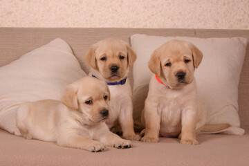 group of yellow labrador retriever puppies together
