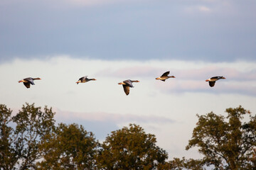 Saatgänse (Anser fabalis) im Flug über den   Rieselfeldern, Münster, Münsterland, Nordrhein-Westfalen, Deutschland