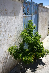 old gate in the village