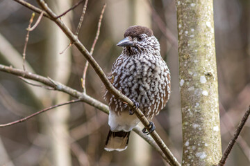 Tannenhäher (Nucifraga caryocatactes)
