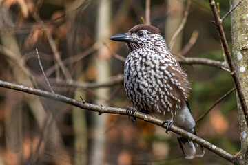 Tannenhäher (Nucifraga caryocatactes)