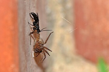 Czarna błonkówka (Anoplius cf.  nigerrimus) zaciąga sparaliżowanego pająka z rodzaju Trochosa do gniazda - obrazy, fototapety, plakaty