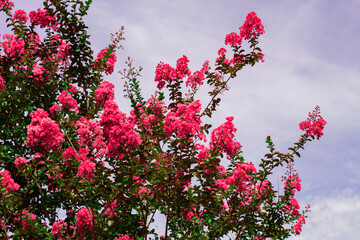 pink flowers against sky