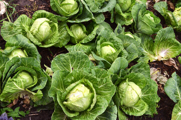 Young green cabbage in the vegetable garden, cabbage cultivation