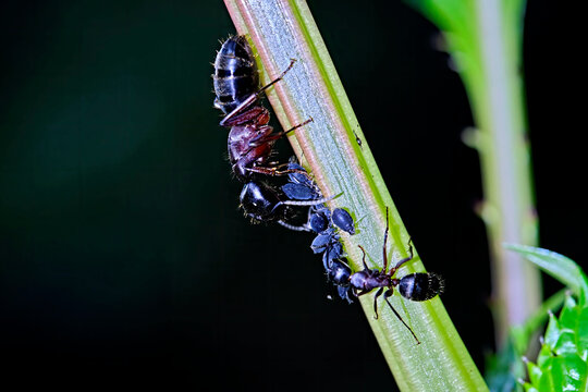 Braunschwarze Rossameisen ( Camponotus ligniperda , auch: Camponotus ligniperdus ).