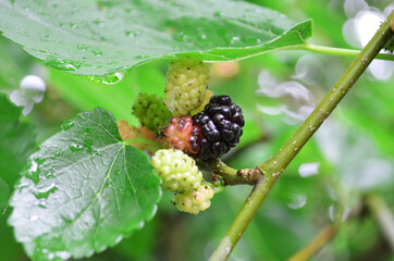   Ripe dark red mulberry on a tree branch with leaves, spring background, natural healthy and tasty...