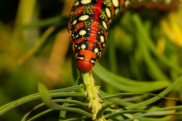 Hyles euphorbiae, Spurge hawk-moth, colorful caterpillar on the plant looking for food