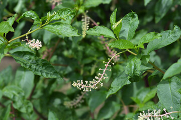 American pokeweed