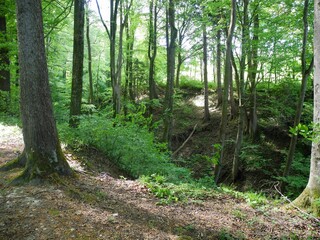 Wald