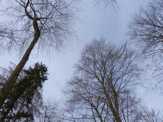 View Up To The Treetops Of Coniferous Trees And Bare Deciduous Trees, Early Spring, Ortelsbruch Near Morbach, Rhineland-Palatinate