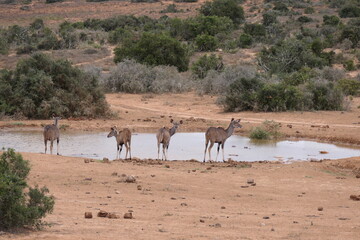Fototapeta na wymiar Großer Kudu (Tragelaphus strepsiceros), Addo Nationalpark, Südafrika