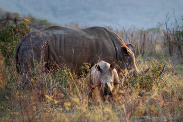 Rare and endangered cute white rhino calf and its mother grazing grass at golden hour in Hluhluwe-Imfolozi National Park, South Africa. Scientific name: Ceratotherium simum © Travelvolo