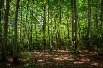 Fototapeta premium Bosques alpinos de montaña en el valle de la Pineta. Pirineo Aragonés. Bielsa 
