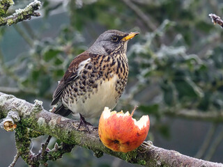 Fieldfare, Turdus pilaris