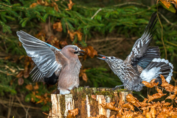 Eichelhäher (Garrulus glandarius)