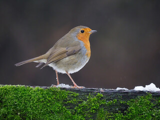 Robin, Erithacus rubecula