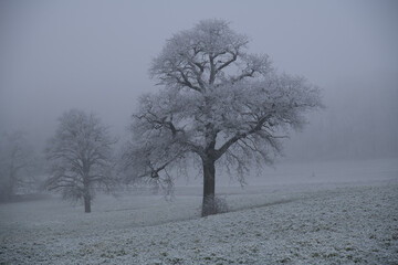 Fototapeta na wymiar Wintery scene in Oxfordshire, England with snow, frost and fog blanketing a forest.
